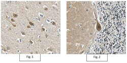 MilliporeSigma Mouse anti-CRTC1, Clone: 5F3.1, 100&mu;g:Antibodies, Monoclonal